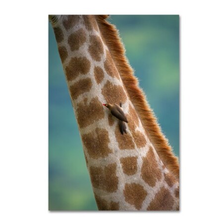 Robert Harding Picture Library 'Giraffe' Canvas Art,22x32